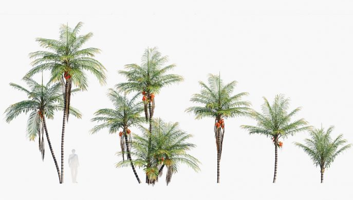 15种棕榈树3D模型集合