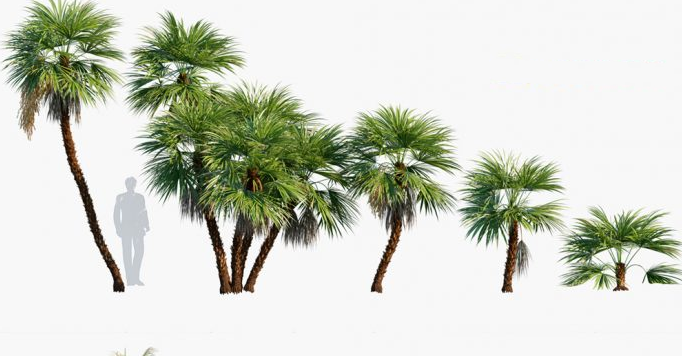 15种棕榈树3D模型集合