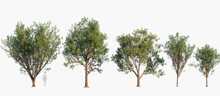 温带树木灌木植物草3D模型