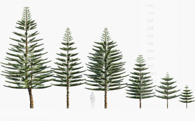 16种常见3D大洋洲树木